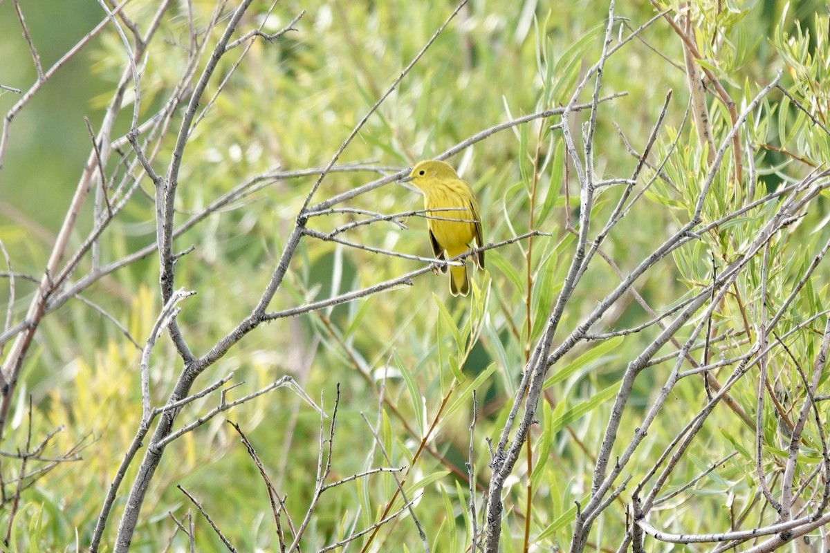 Yellow Warbler - ML640684196