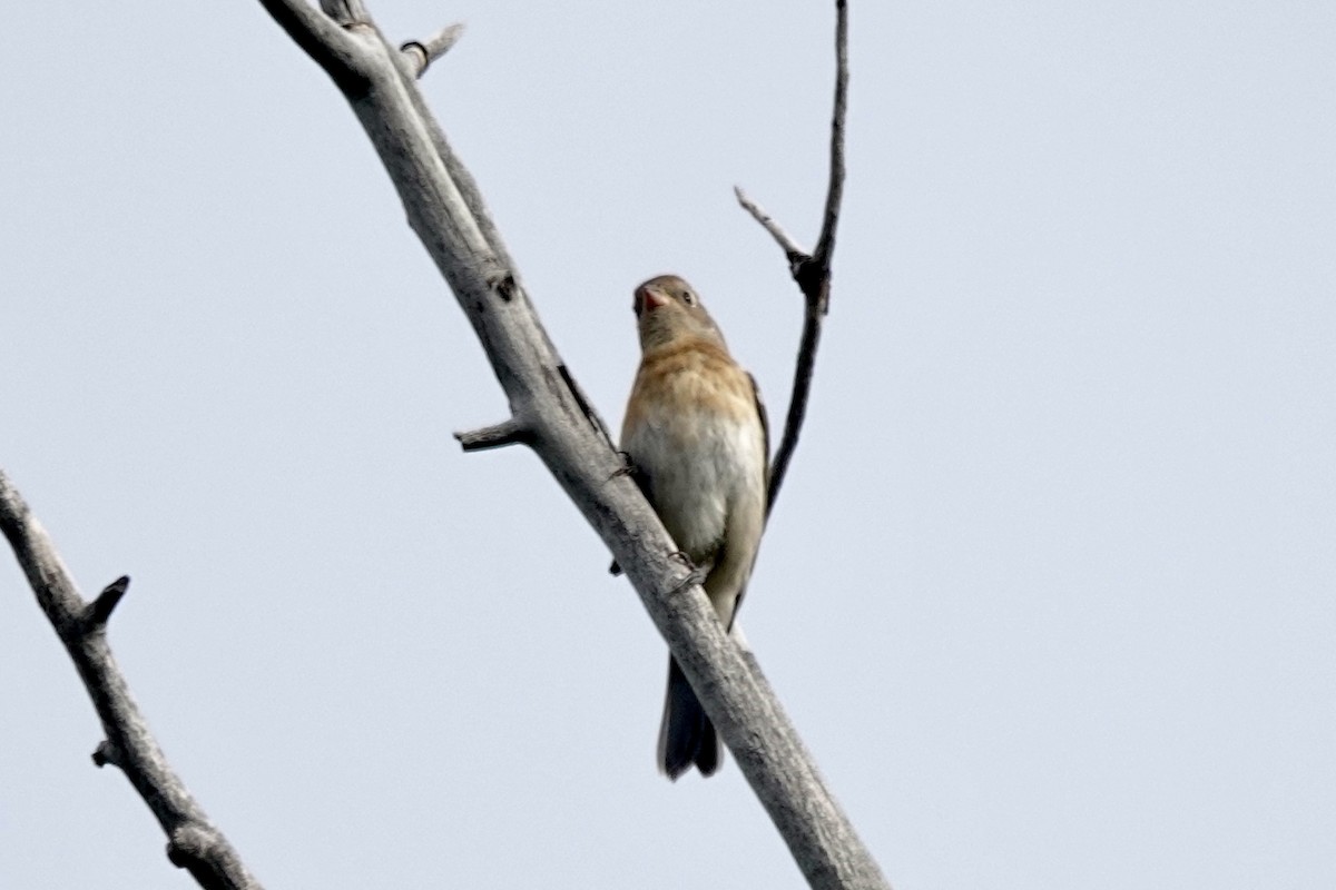 Lazuli Bunting - ML640684223