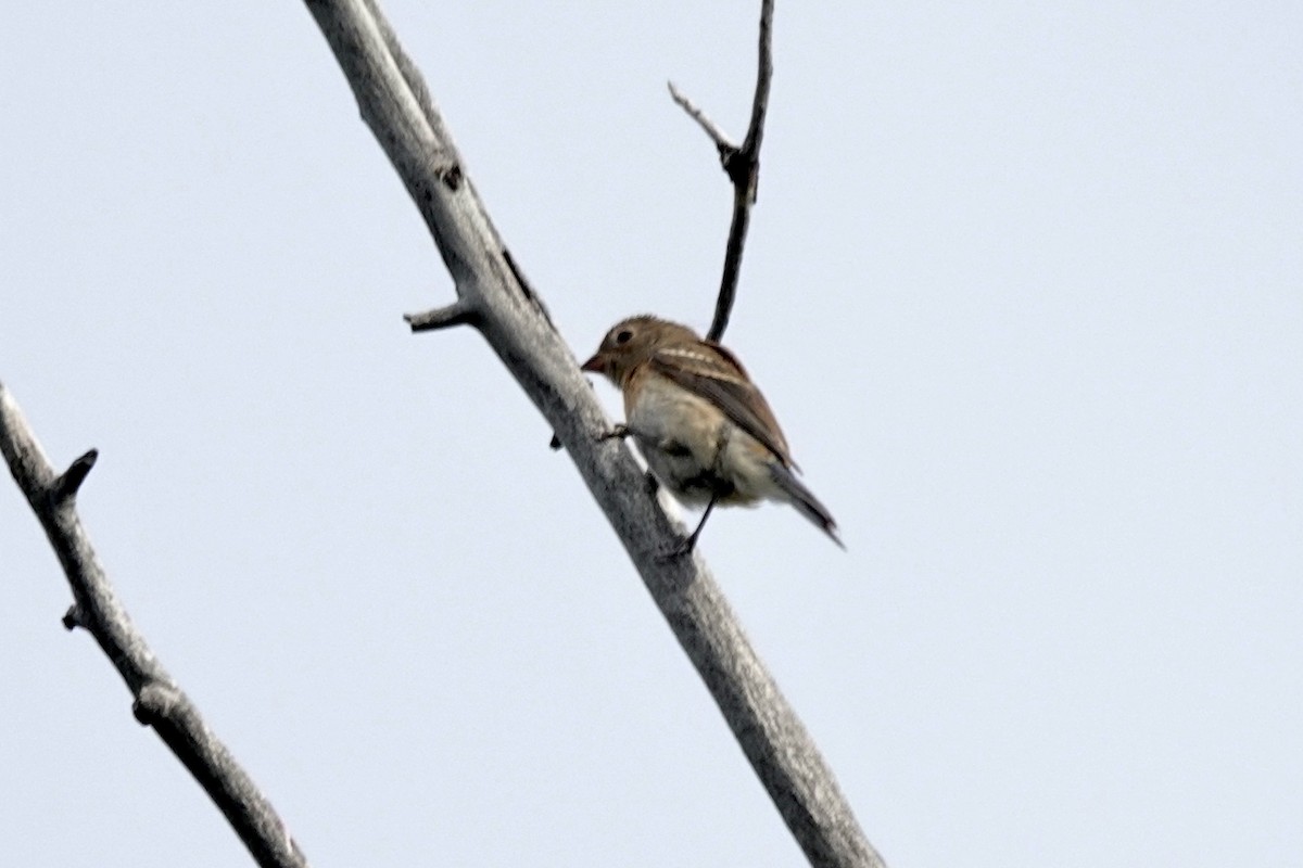 Lazuli Bunting - ML640684224