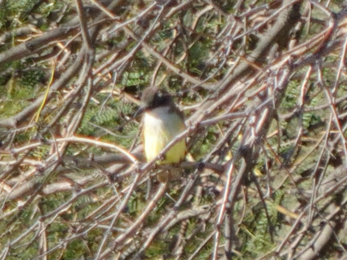 Thick-billed Kingbird - ML640684262