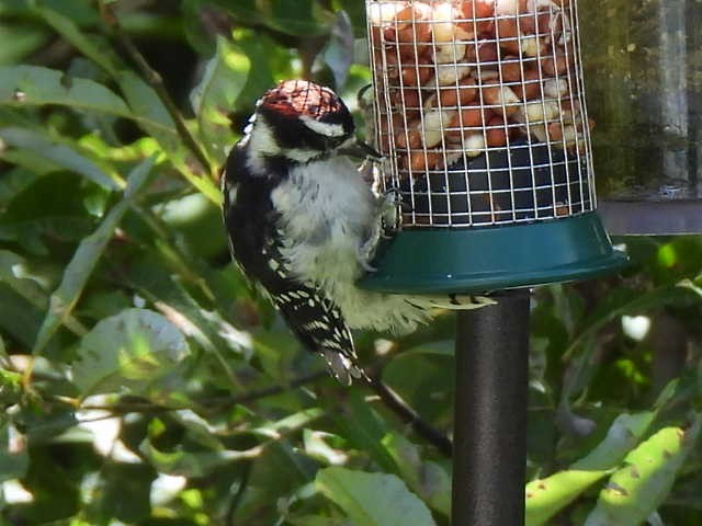 Downy Woodpecker - ML640684368