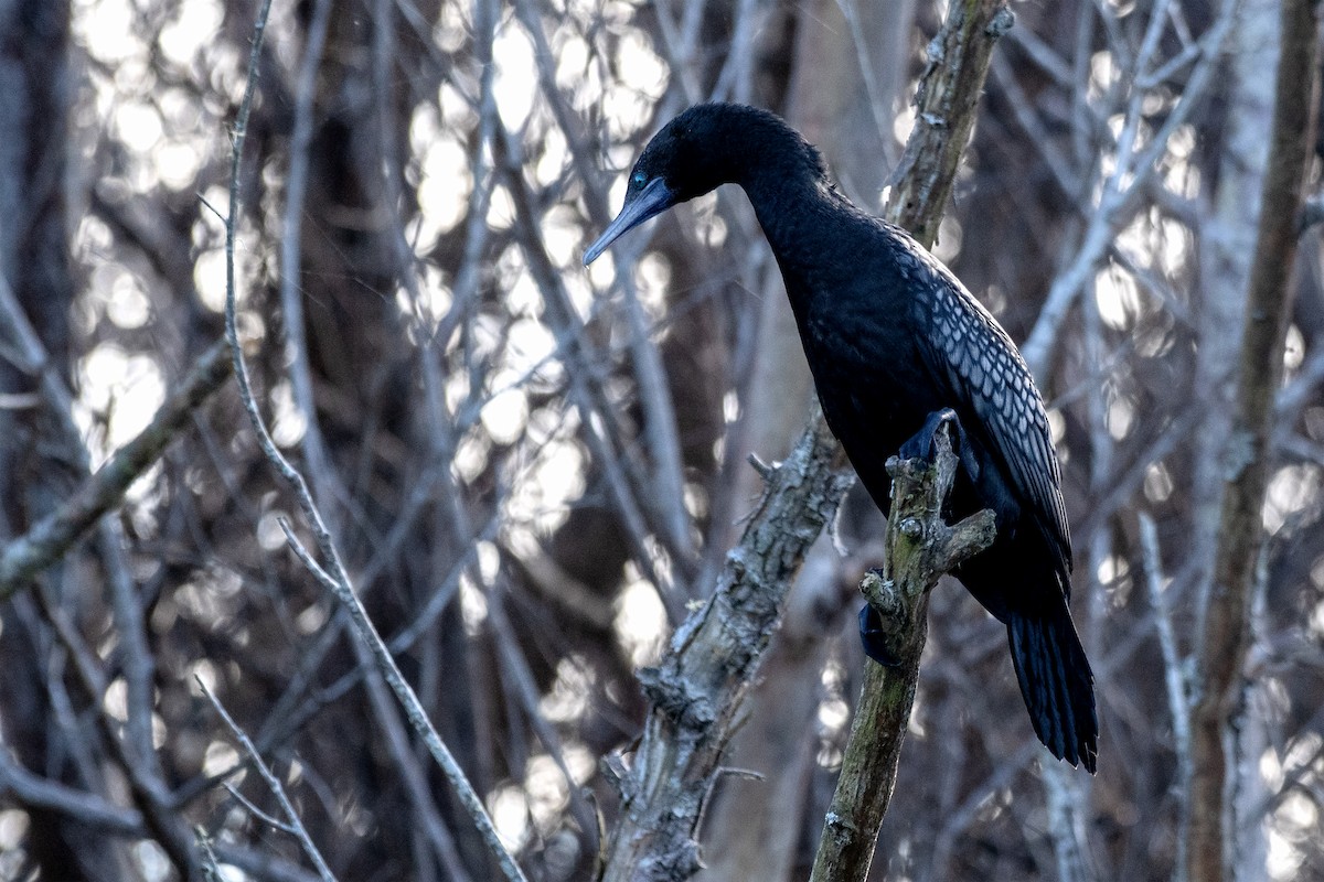 Little Black Cormorant - ML640684433