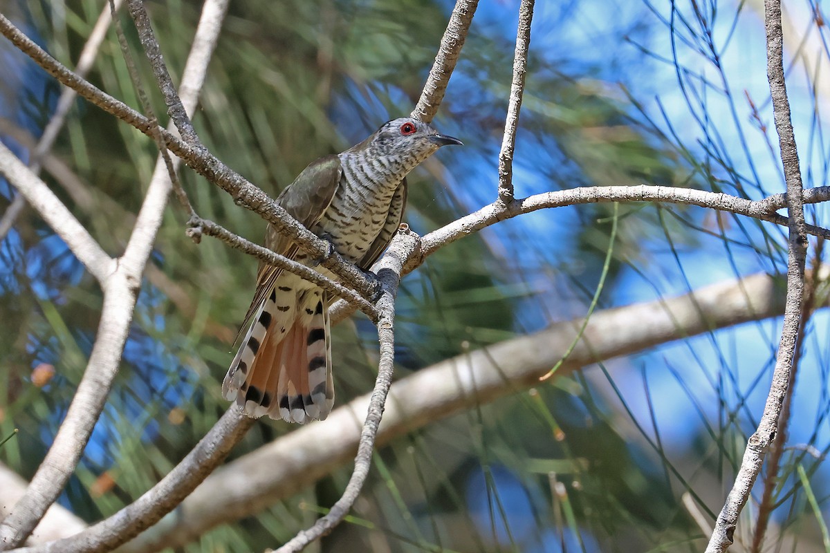 Little Bronze-Cuckoo (Little) - Stephen Murray