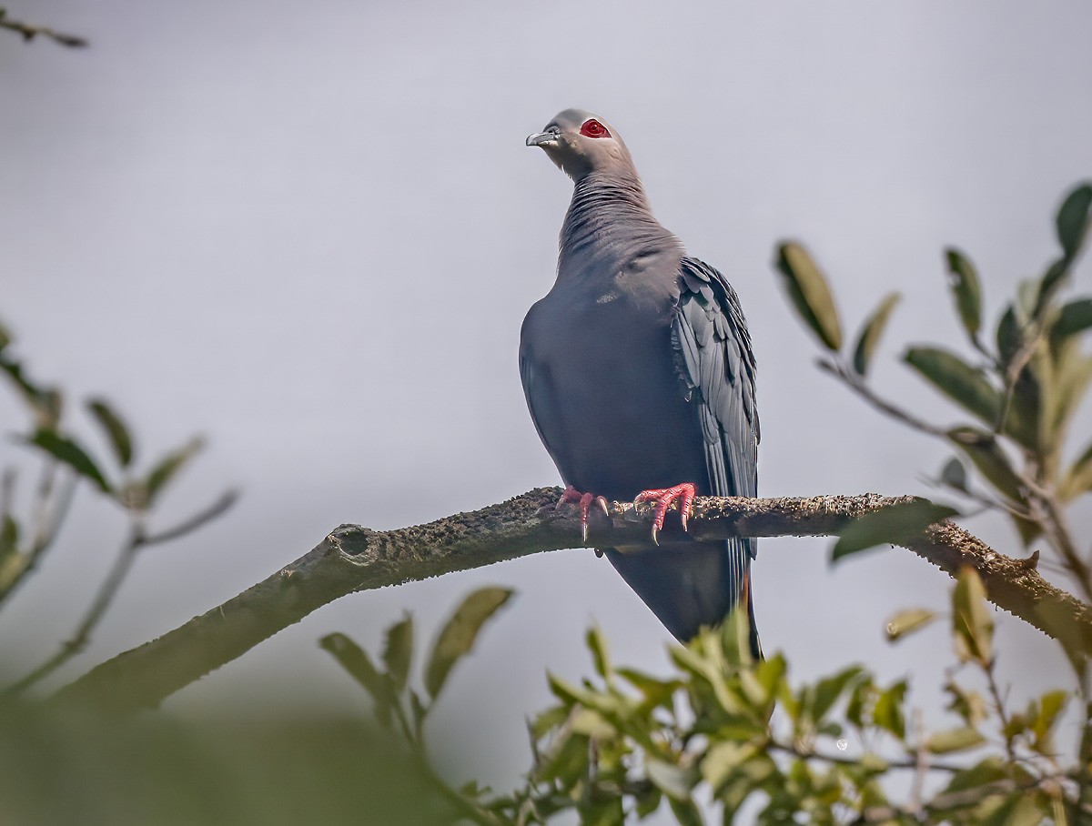 Pinon's Imperial-Pigeon - ML640684456