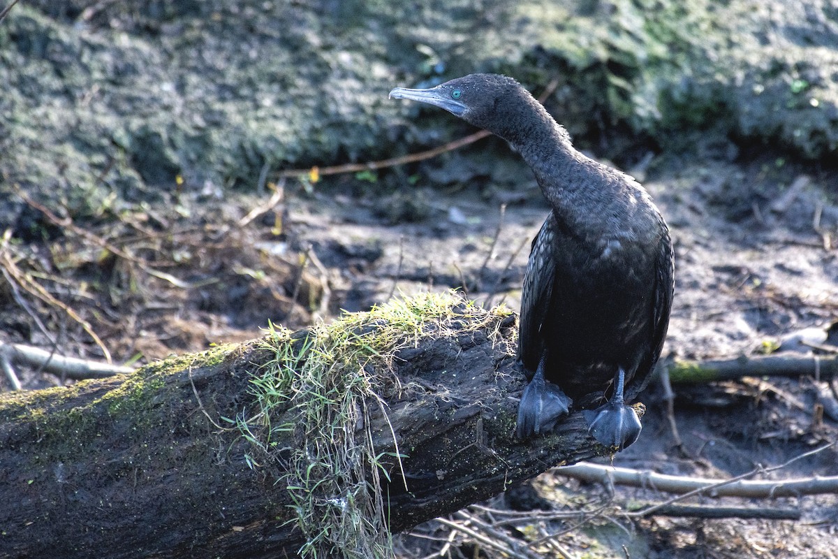 Little Black Cormorant - ML640684521