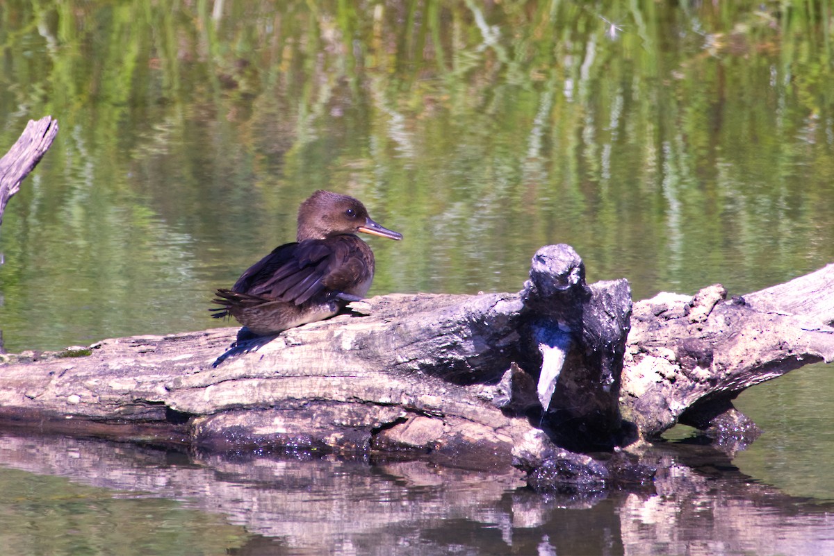 Hooded Merganser - ML640684555
