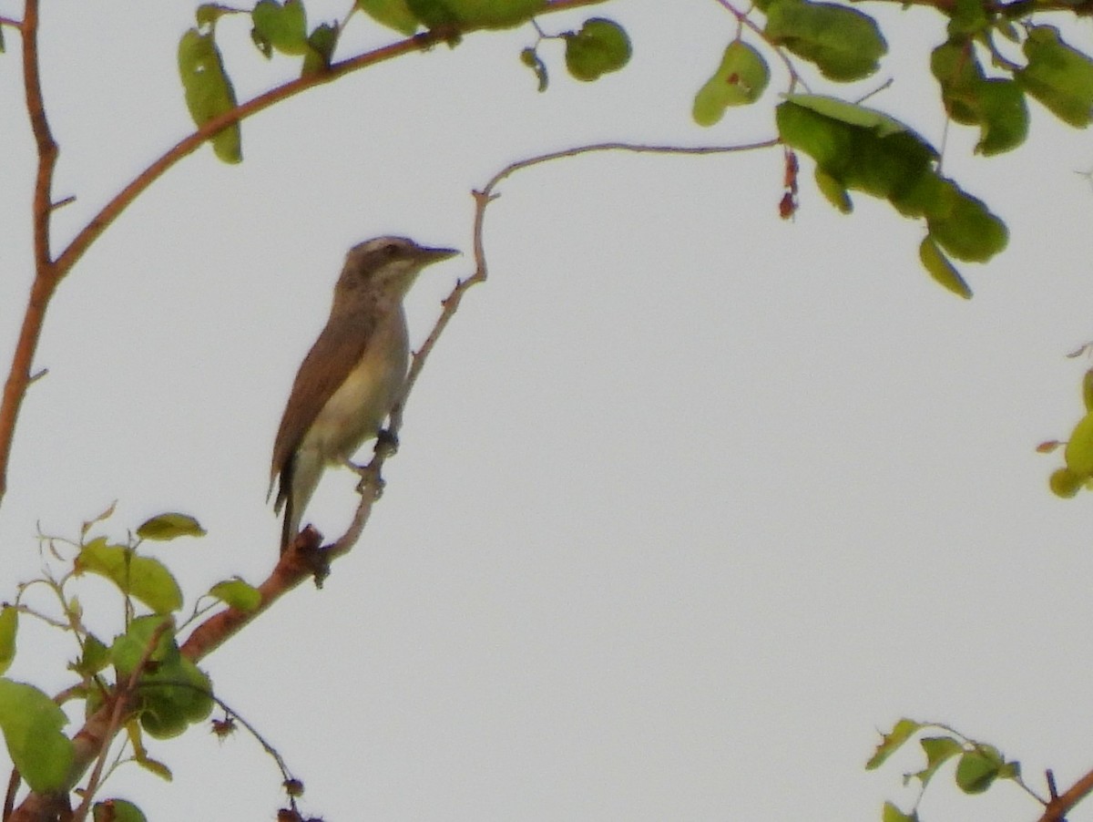 Sri Lanka Woodshrike - ML640684599