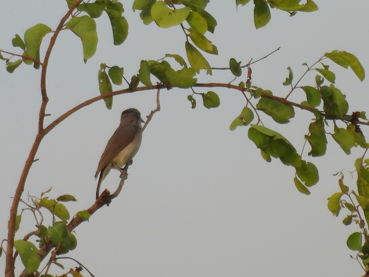 Sri Lanka Woodshrike - ML640684600