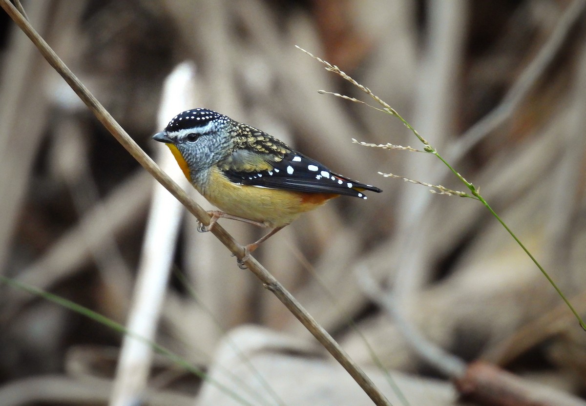 Spotted Pardalote - ML640684684