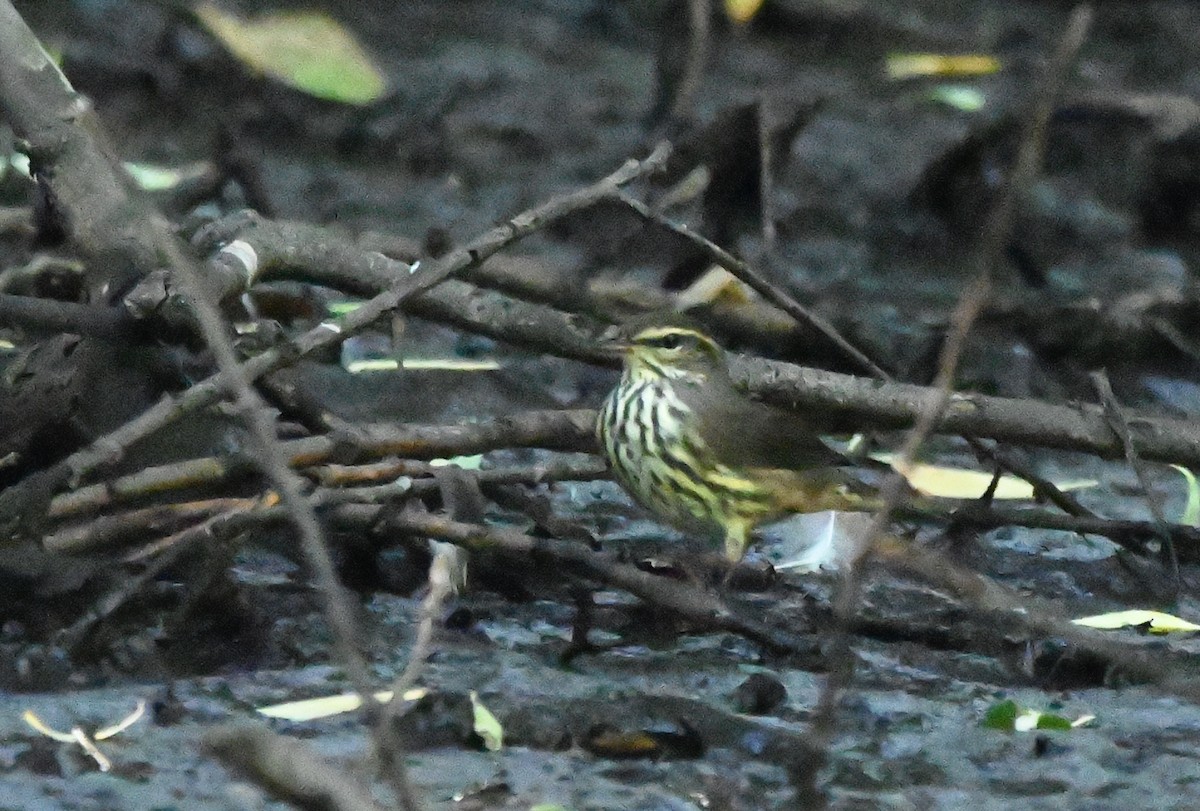 Northern Waterthrush - ML640684688
