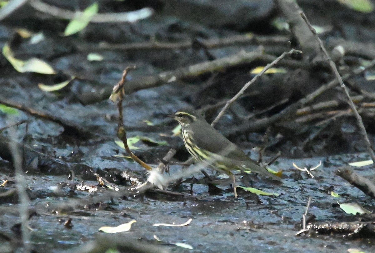 Northern Waterthrush - ML640684689