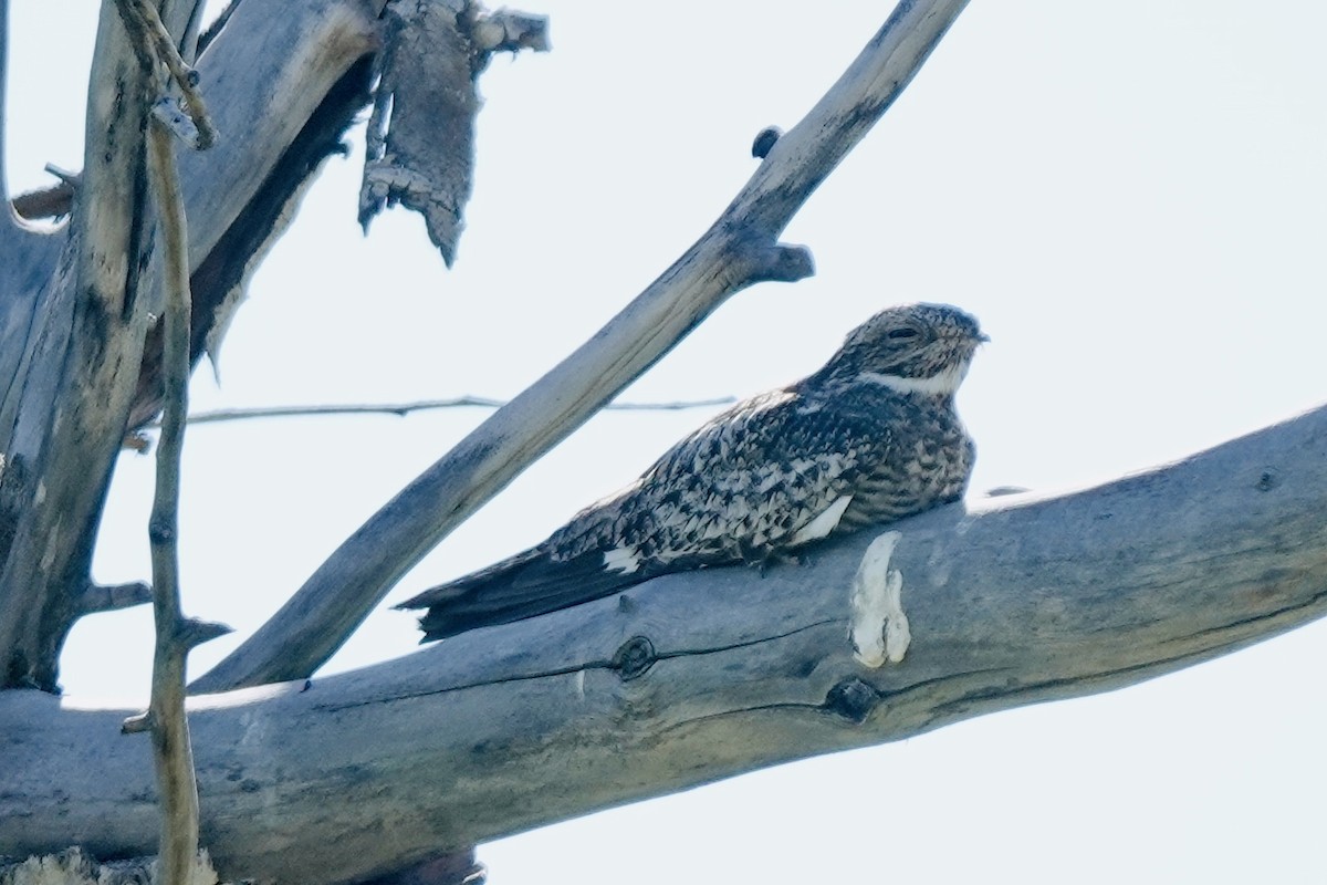Common Nighthawk - ML640684704