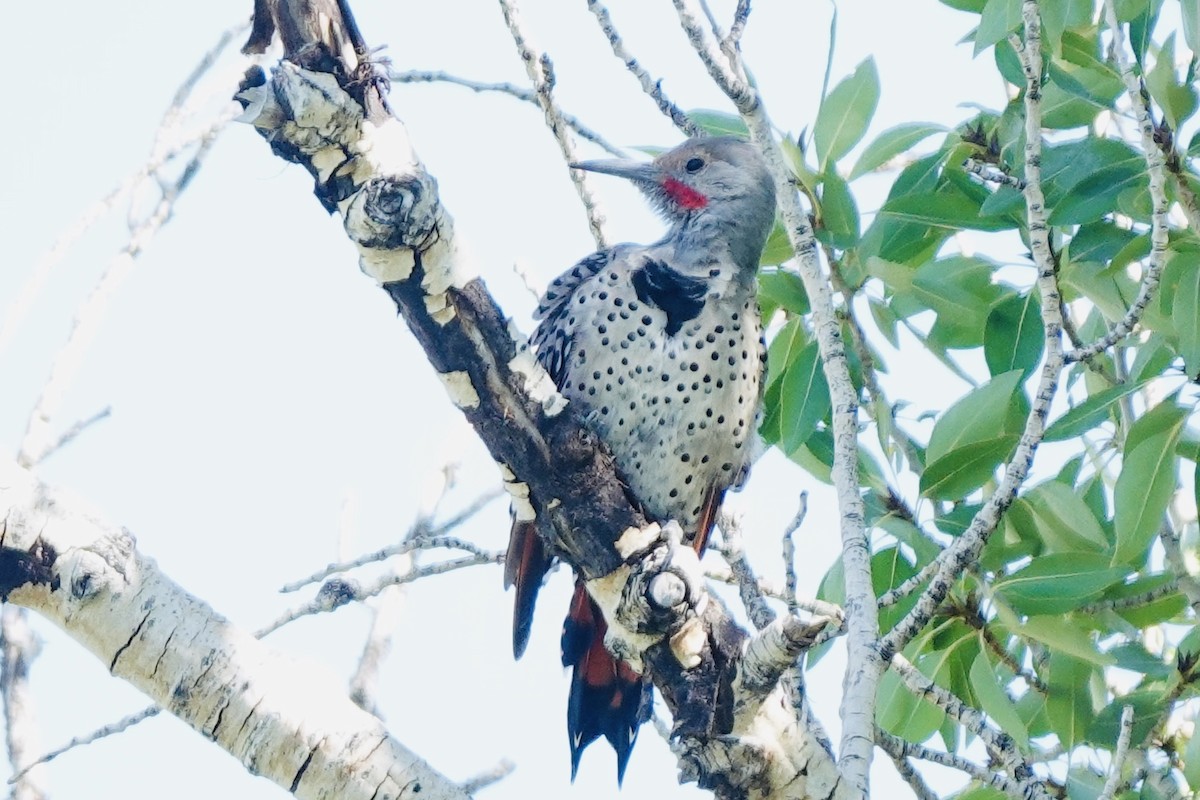 Northern Flicker - ML640684732