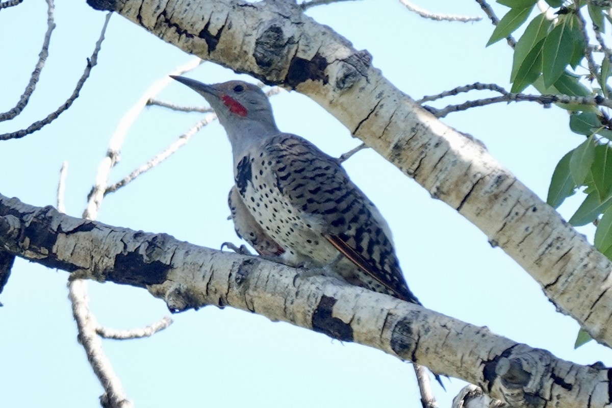 Northern Flicker - ML640684734