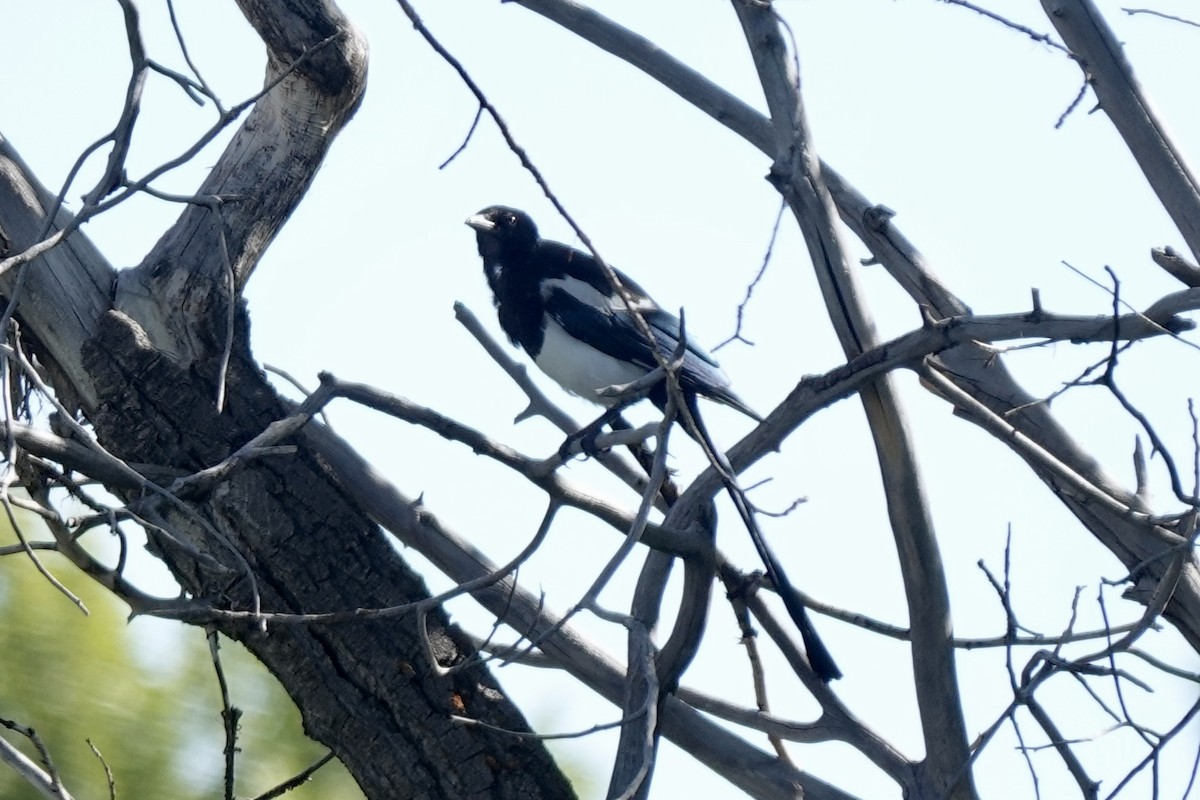 Black-billed Magpie - ML640684743