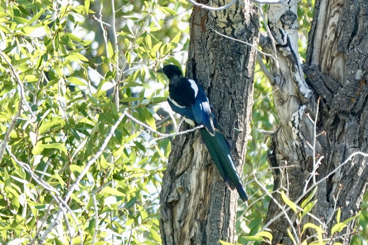 Black-billed Magpie - ML640684744