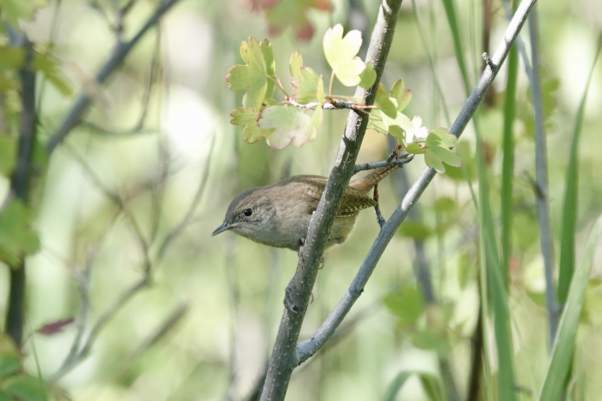 Northern House Wren - ML640684753