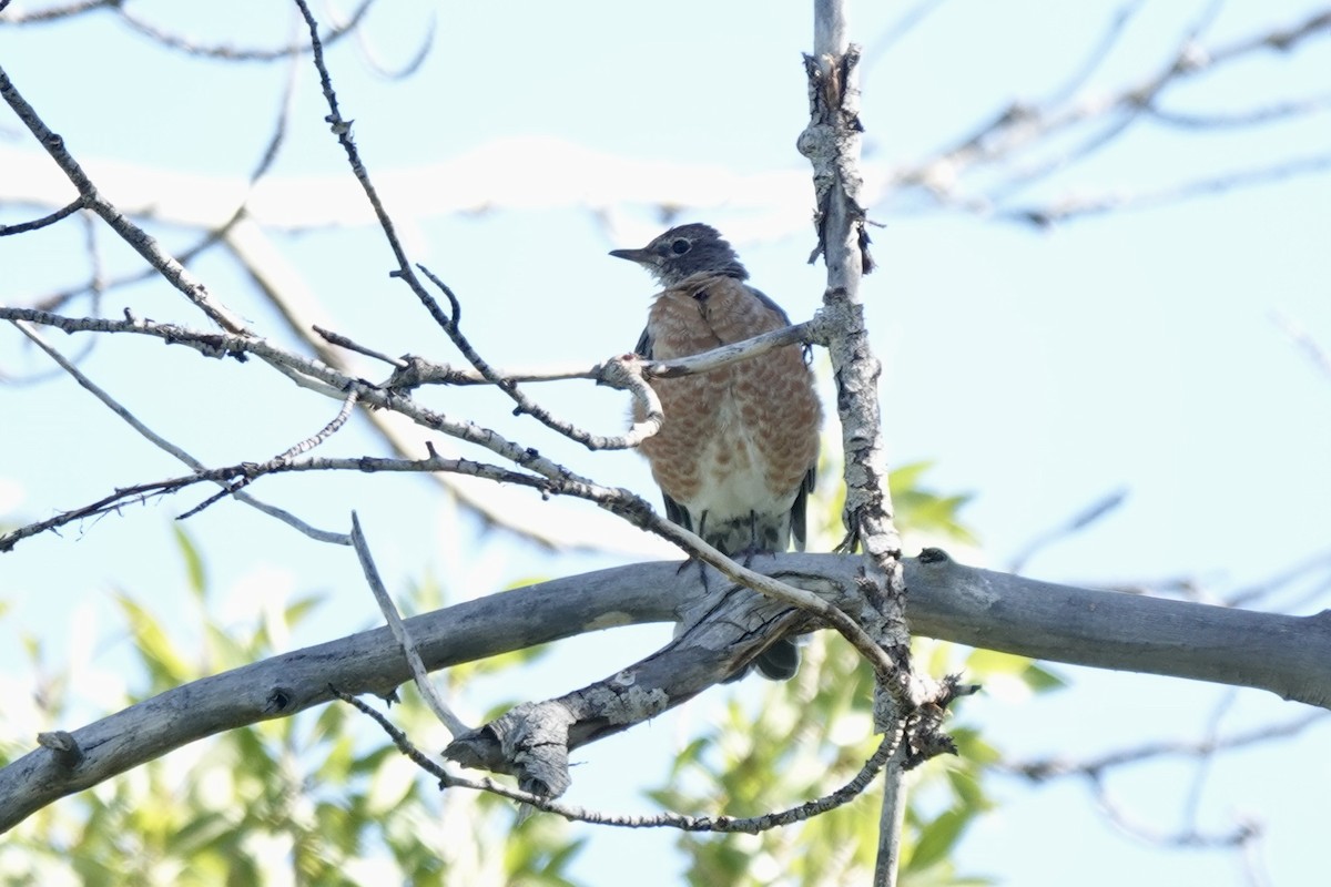 American Robin - ML640684769