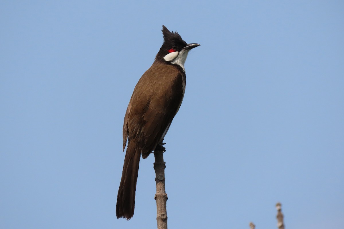 Red-whiskered Bulbul - ML640684774