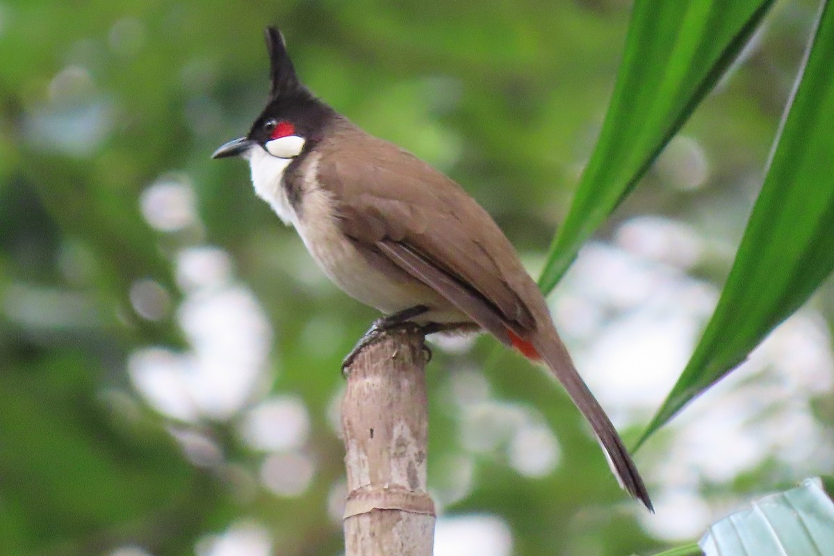 Red-whiskered Bulbul - ML640684775