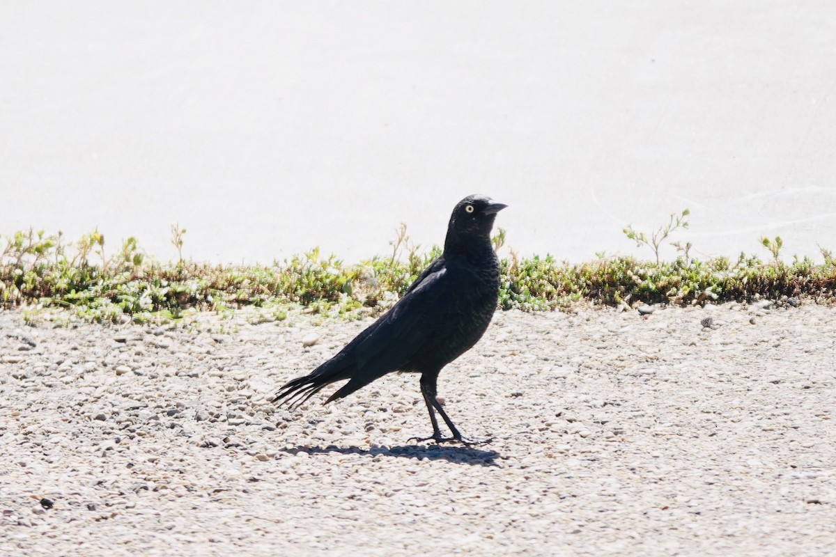 Brewer's Blackbird - ML640684788