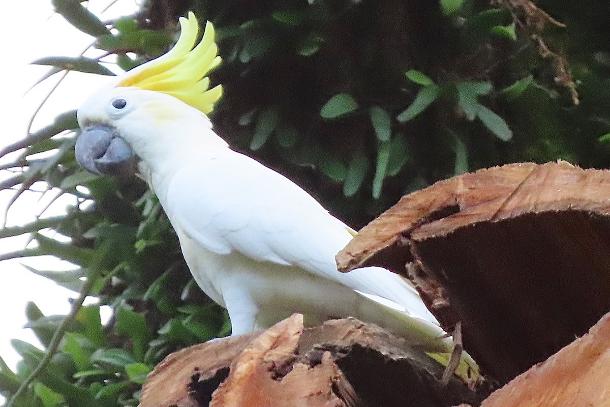 Yellow-crested Cockatoo - ML640684793