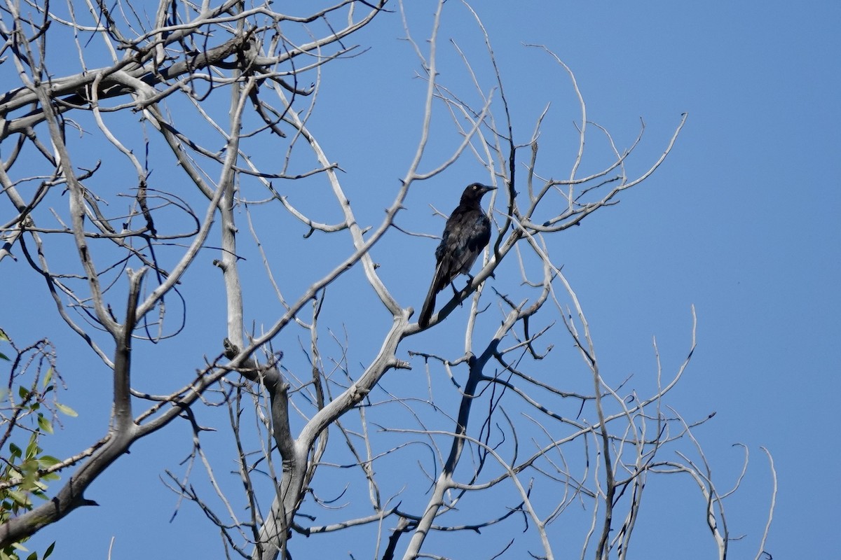 Great-tailed Grackle - ML640684802