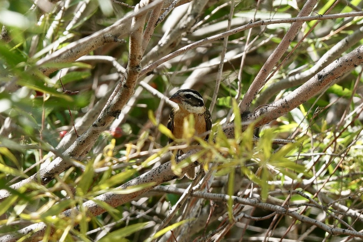 Black-headed Grosbeak - ML640684804