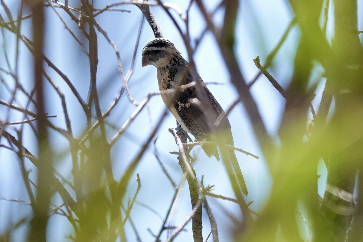 Black-headed Grosbeak - ML640684805