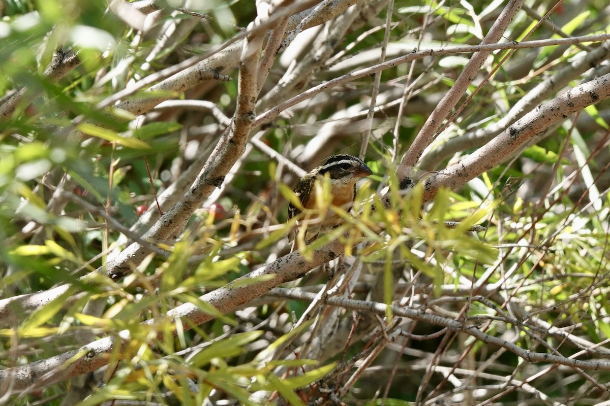 Black-headed Grosbeak - ML640684806