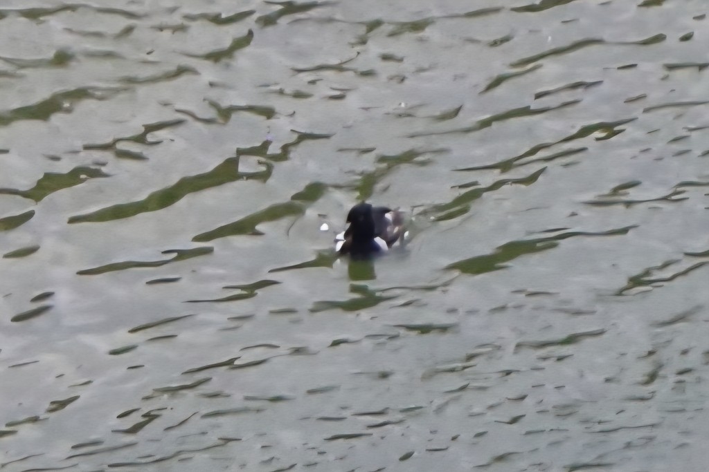 Moretta dal collare - ML640684817