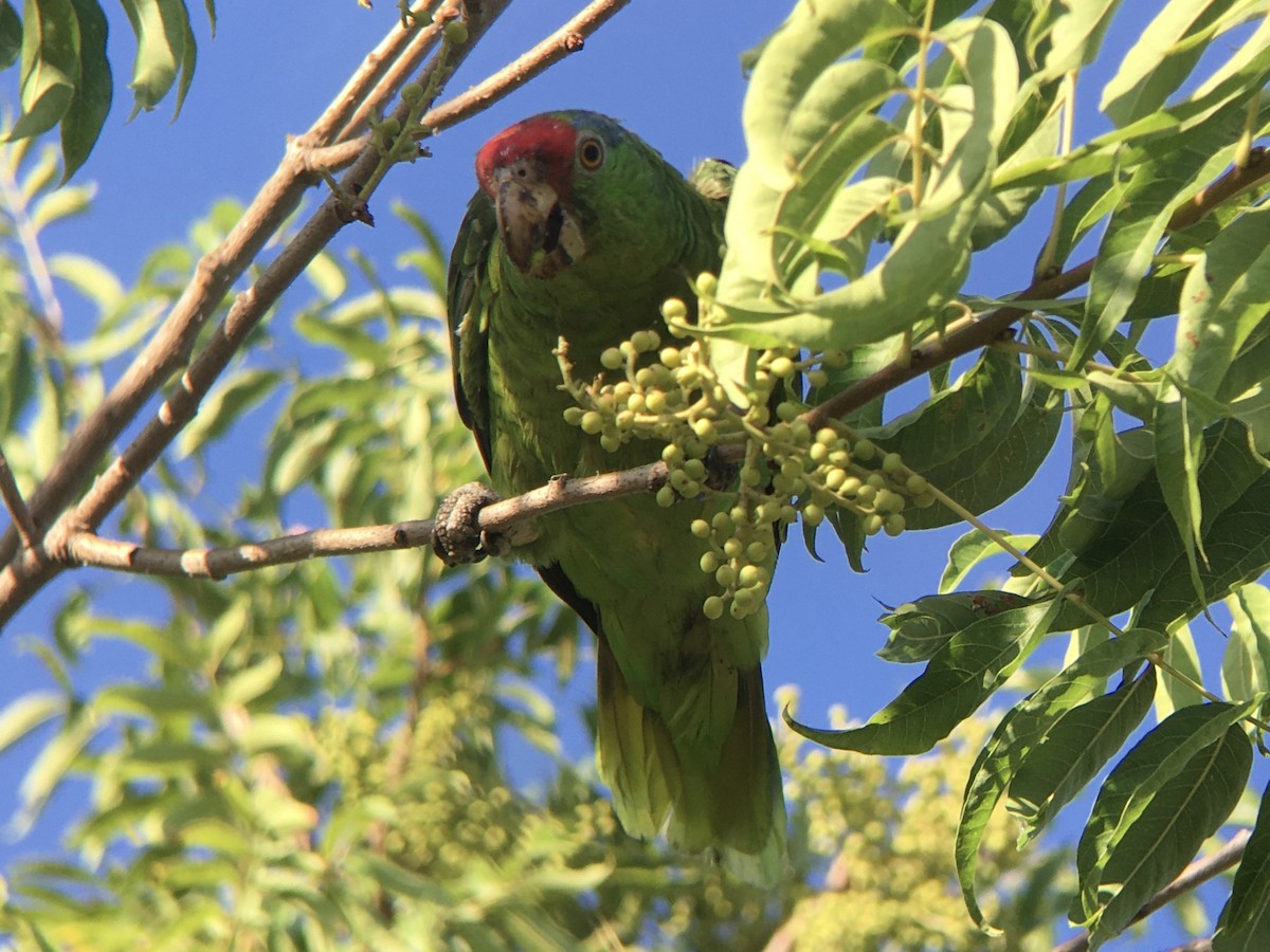 Amazone à joues vertes - ML640684920
