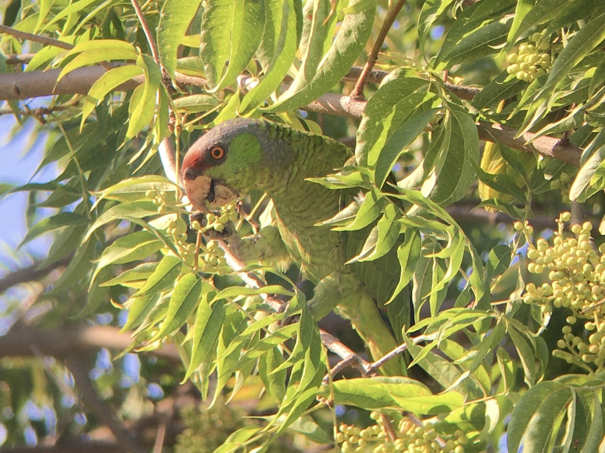 Lilac-crowned Amazon - ML640684926