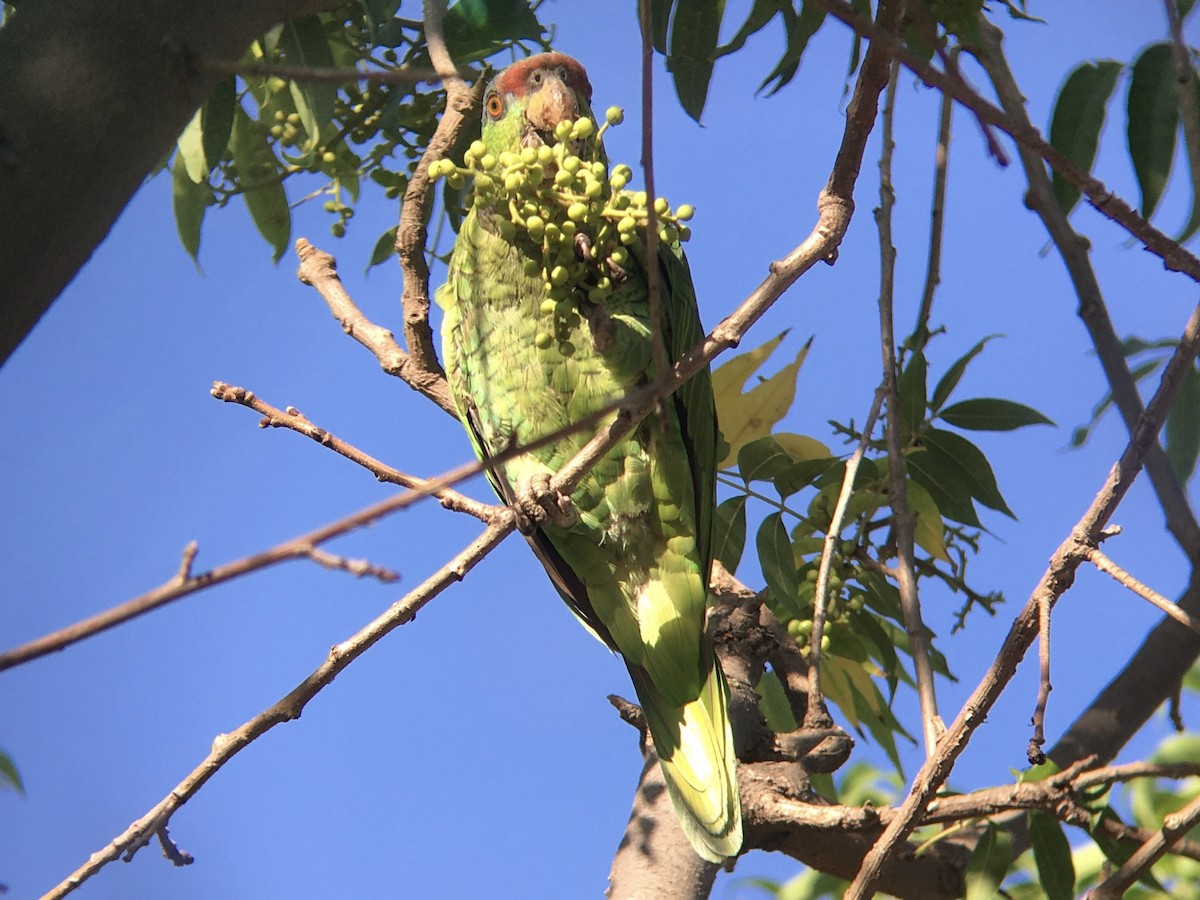 Lilac-crowned Amazon - ML640684927
