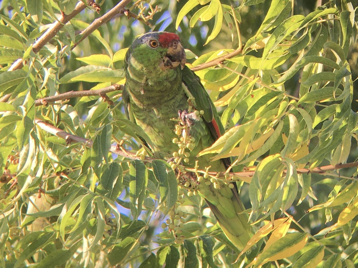 Lilac-crowned Amazon - ML640684928