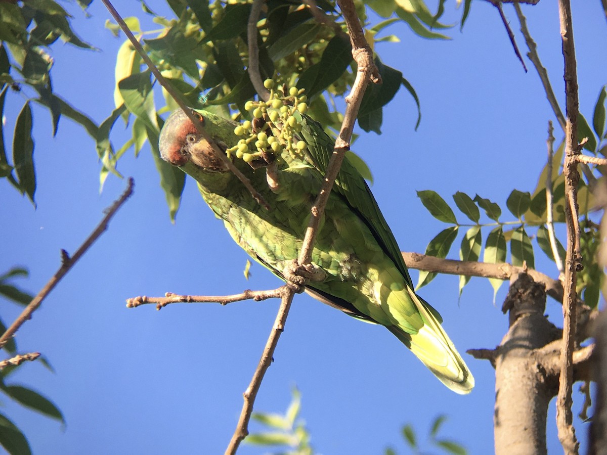 Lilac-crowned Amazon - ML640684929