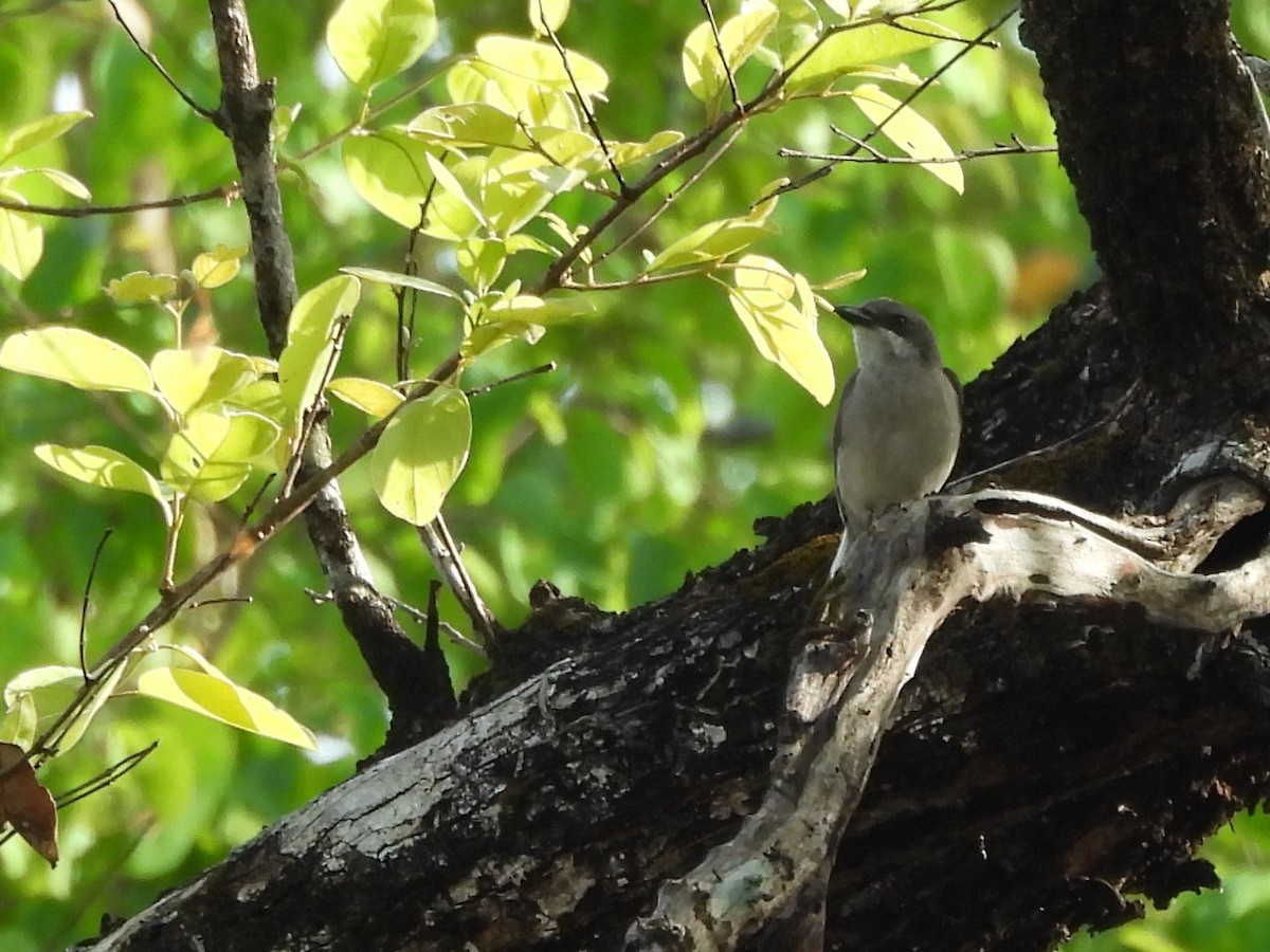 Sri Lanka Woodshrike - ML640684944
