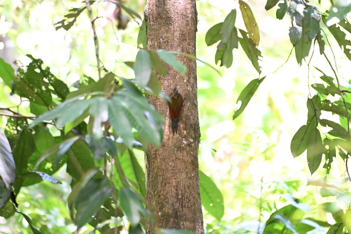 Crimson-winged Woodpecker - ML640684983