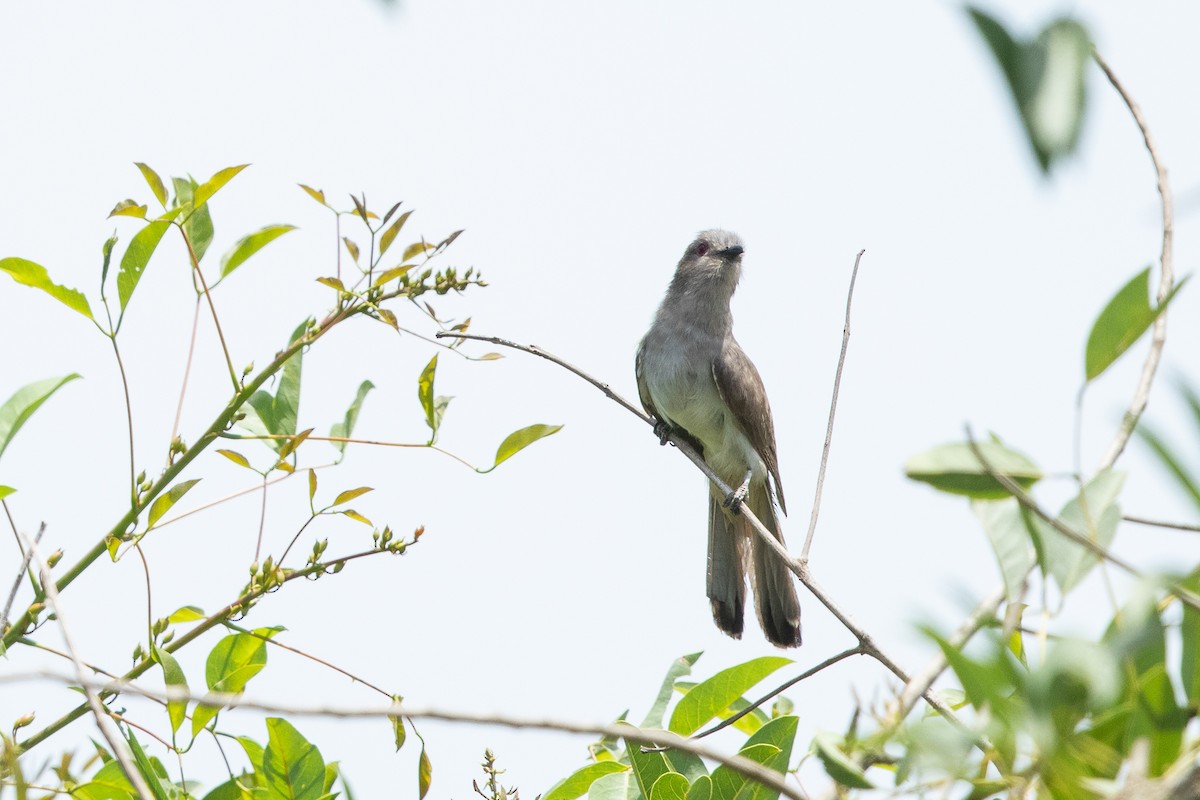Ash-colored Cuckoo - ML640684986