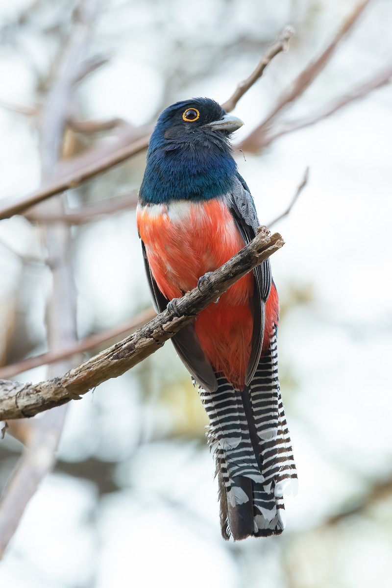 Blue-crowned Trogon - ML640685011