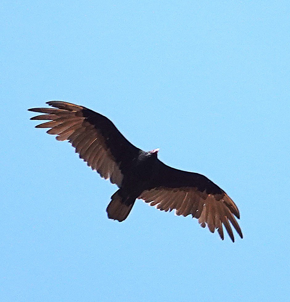 Turkey Vulture - ML640685012