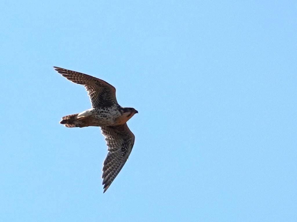 Prairie Falcon - ML640685020