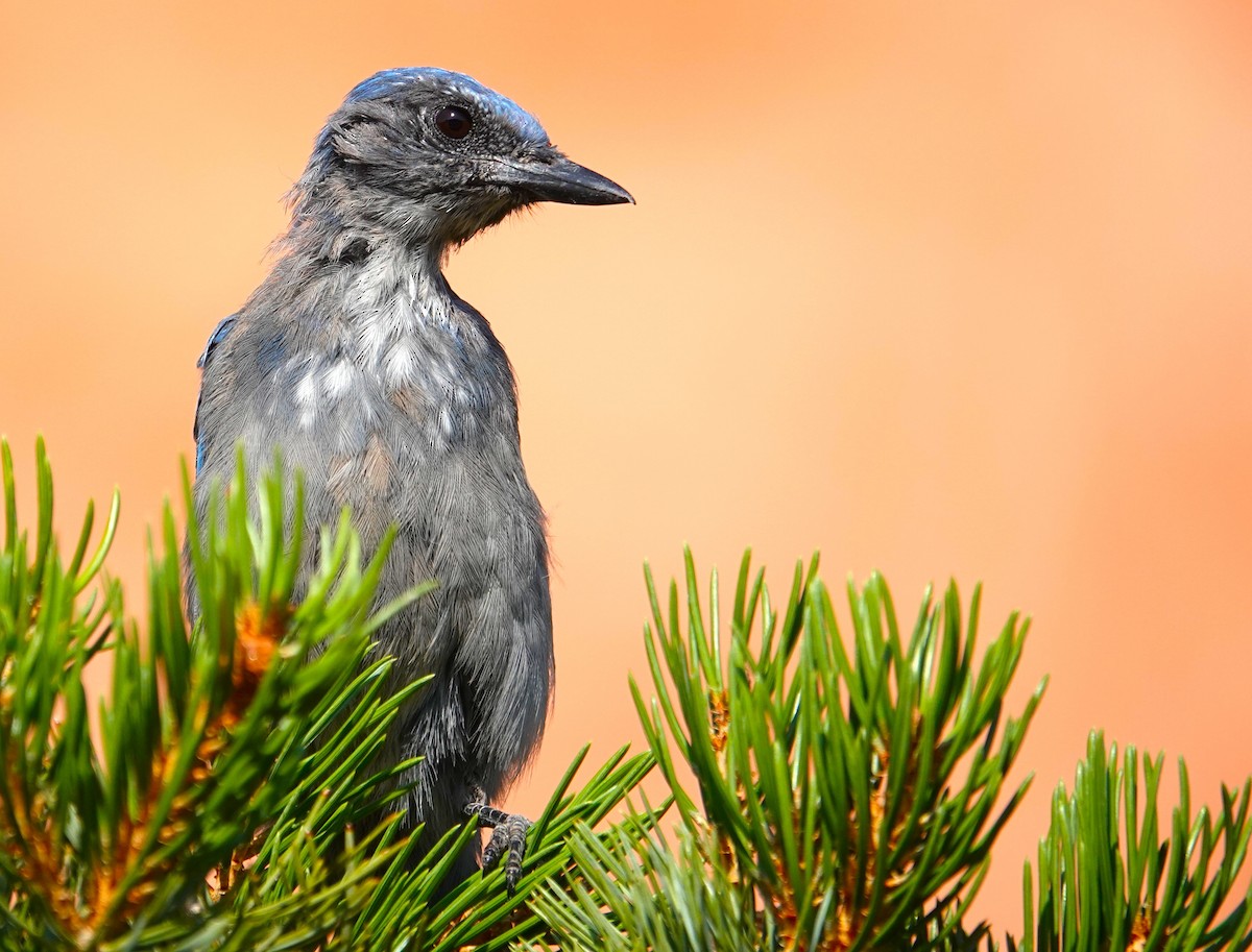Woodhouse's Scrub-Jay - ML640685062