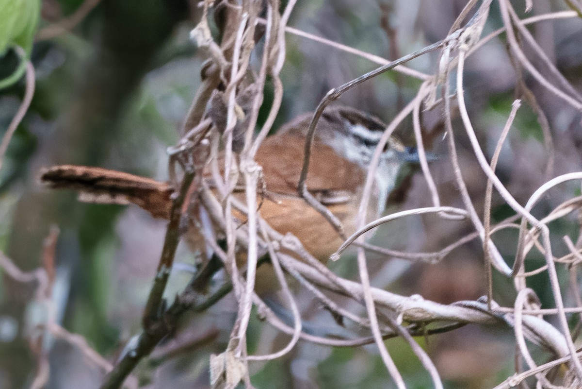Cabanis's Wren - ML640685070