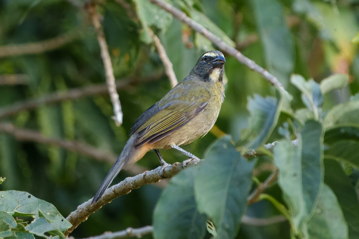 Cinnamon-bellied Saltator - ML640685123