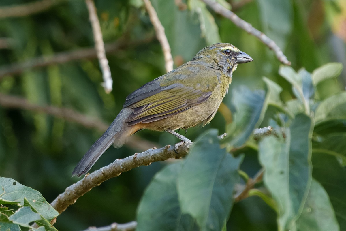 Cinnamon-bellied Saltator - ML640685125