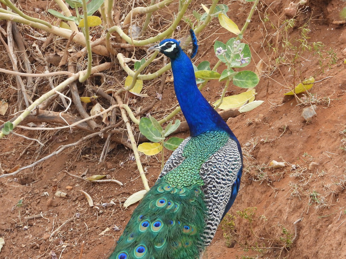 Indian Peafowl - ML640685131