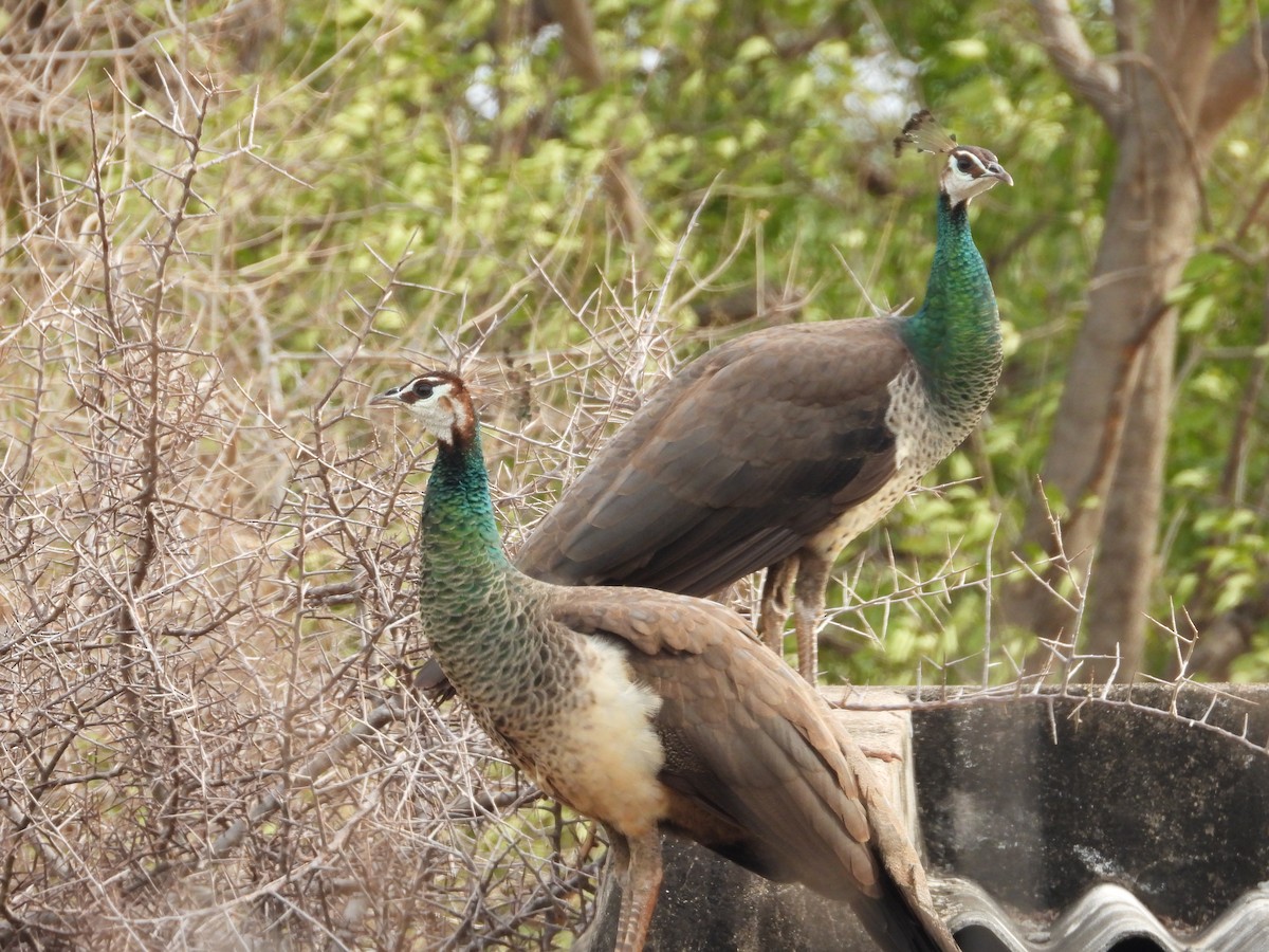 Indian Peafowl - ML640685132