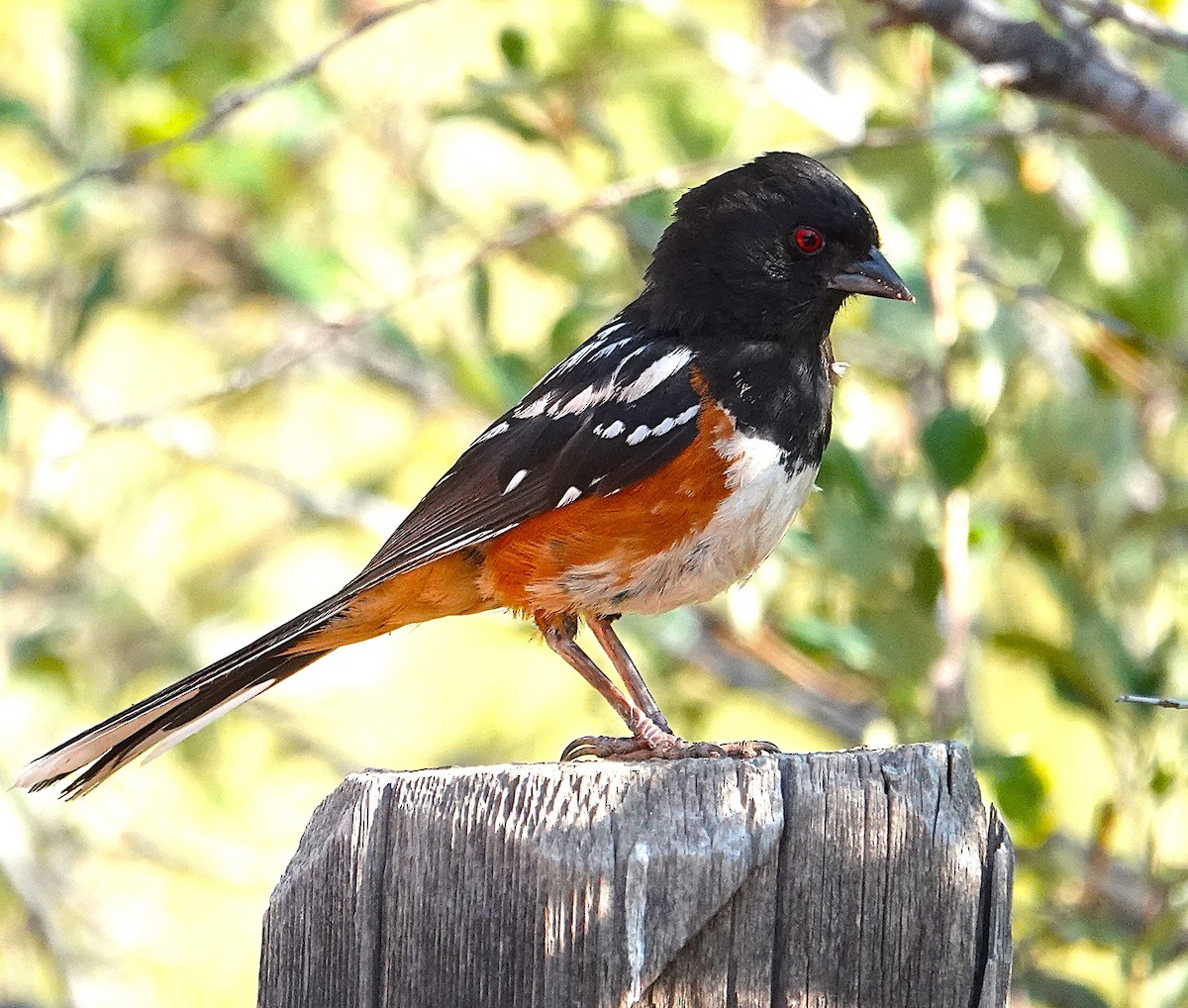 Spotted Towhee - ML640685135