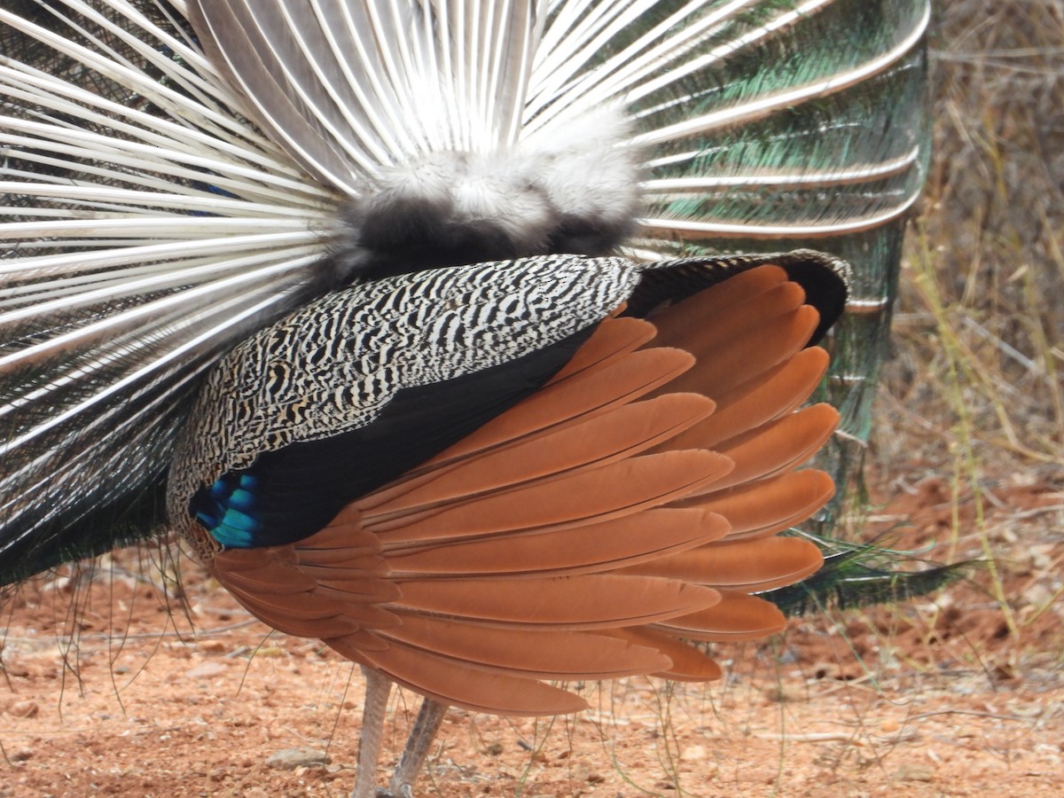 Indian Peafowl - ML640685141